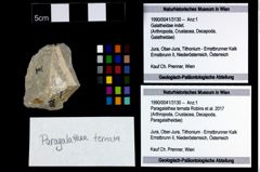 Foto (Objekt + Etikett) von Paragalathea ternata (Robins et al., 2017)  (NHMW-GEO-1990-0041-3130)